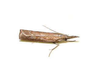 Crambid snout moth on white background