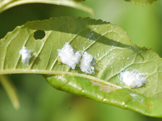 The white waxy psyllid nymph Psylla alni pest insect on leaf