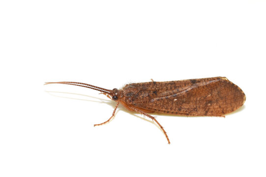 Brown caddisfly trichopteran on white background