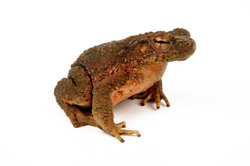 Asian giant toad // Asiatische Riesenkröte (Phrynoidis asper)