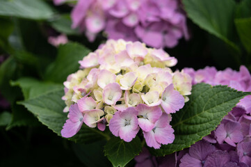 hydrangea