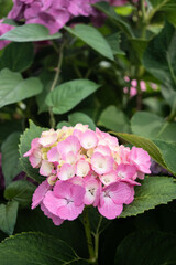 hydrangea