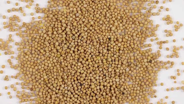 Whole dried yellow mustard seeds spinning clockwise.