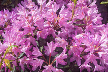 Purple rhododendron flowers in a garden - 629531157