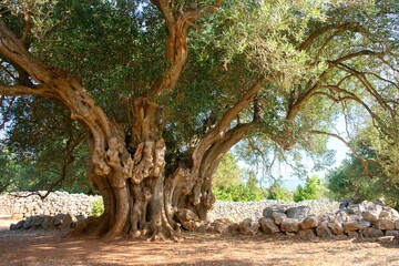 Fototapeta na wymiar 2000 Years Old Olive Tree In Lun Olive Gardens - Croatia