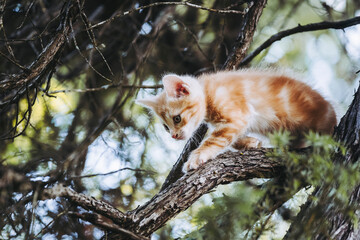 Bébé chaton roux en train de grimper à un arbre dans le jardin
