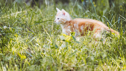 Portrait d'un mignon bébé chaton roux en train de jouer dans le jardin