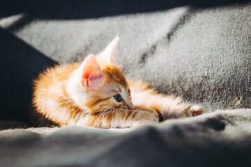 Portrait d'un adorable petit chaton roux en train de se reposer