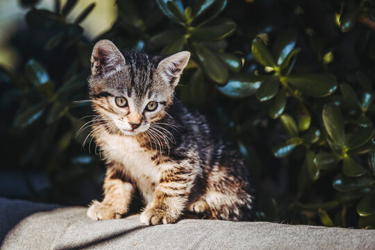 Portrait d'un chaton tigré gris en train de se reposer dehors