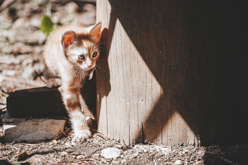 Portrait d'un mignon bébé chaton roux en train de jouer dans le jardin