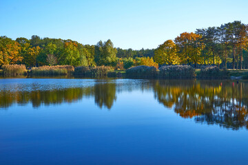 Fototapeta na wymiar Forest blue lake surrounded by trees and reeds in vibrant autumn