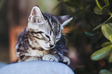 Portrait d'un chaton tigré gris en train de se reposer dehors