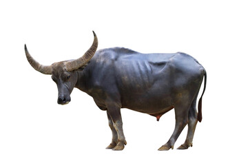 Gracefully of Buffalo isolated on transparent background png file