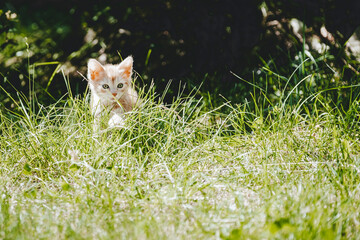Portrait d'un mignon bébé chaton roux en train de jouer dans le jardin