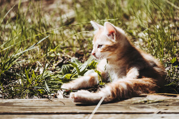 Portrait d'un mignon bébé chaton roux en train de jouer dans le jardin