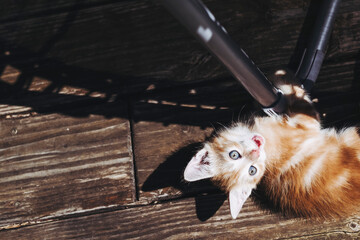 Portrait d'un mignon bébé chaton roux en train de jouer dans le jardin