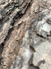 Bark of a tree texture 