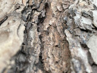 Bark of a tree texture 