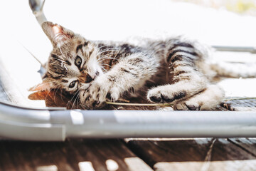 Portrait d'un petit chaton tigré en train de jouer dehors