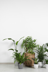 Many different houseplants in pots on floor near white wall indoors, space for text