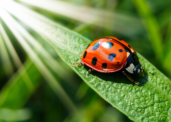 Fototapeta premium abstract close up or macro photo of a lady bug on green natural background, ecology and environment concept created with generative ai technology