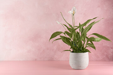 Fototapeta na wymiar Blooming spathiphyllum in pot on pink wooden table, space for text. Beautiful houseplant