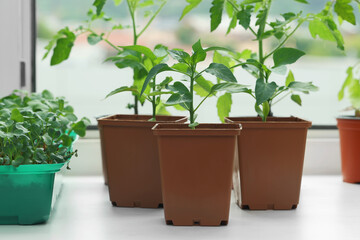 Different seedlings growing in plastic containers with soil on windowsill indoors