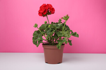 Beautiful potted geranium flower on white table against pink background