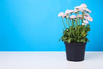 Beautiful potted daisy flower on white table against light blue background. Space for text