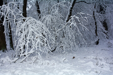 Trees in the forest in winter with a lot of snow