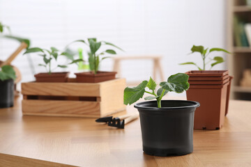 Seedlings growing in pots with soil on wooden table indoors. Space for text