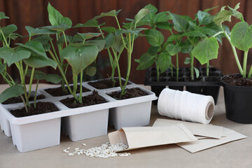 Vegetable seedlings growing in plastic containers with soil and seeds on table, closeup
