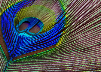 Obraz premium abstract peacock feather pattern created with generative ai technology