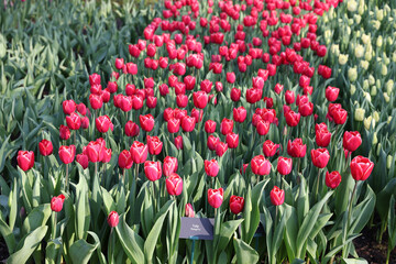 Beautiful tulip flowers growing outdoors on sunny day
