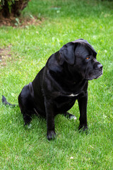 black labrador retriever. dog, labrador, black, animal, pet, retriever, puppy, canine, lab, cute, grass, brown, portrait, pets, chocolate, black labrador, mammal, friend, green, purebred, adorable