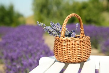 Fototapeta na wymiar Wicker bag with beautiful lavender flowers on white wooden bench in field, space for text