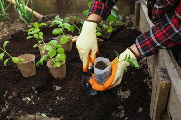 Woman planting seedling in soil outdoors, closeup