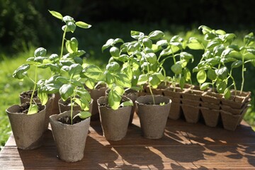 Beautiful seedlings in peat pots on wooden table outdoors