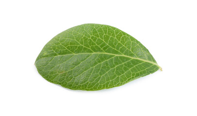 Fototapeta na wymiar One green blueberry leaf isolated on white