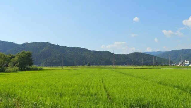 Beautiful green ricefield in countryside. Rice plantation. Rice agriculture.