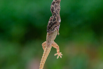 A many-spotted cat snake Boiga multomaculata eating a gecko, natural bokeh background 