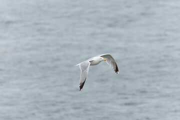 Herring Gull Larus argentatus in close view on Brittany coasts