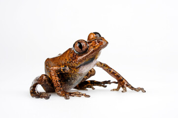 African running frog // Afrikanischer Rennfrosch (Phlyctimantis boulengeri / Hylambates boulengeri / Kassina maculata) - Cameroon