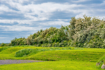 Fototapeta premium tree in the field