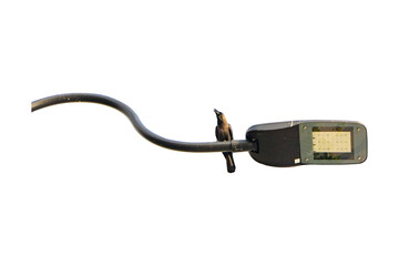 Thailand crow black sit on lamp post or perched on lightbulb in public girl to find prey to eat as food widely distributed in Asia. Isolated on cut out PNG in natural light.