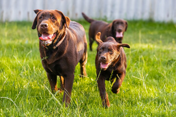 Chocolate labrador retriever puppies walking on green grass