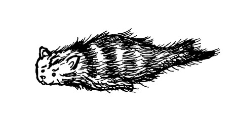 Cat seal vector print black and white animals funny cartoon fantasy
flat vintage