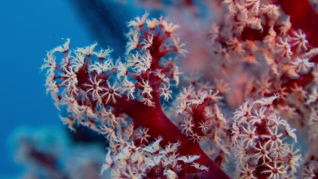 Detail of a soft coral (Dendronephthya) with its polyps, Raja Ampat, Indonesia