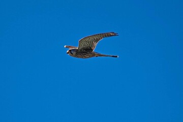 seagull in flight
