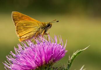 Ein Schmetterling der Rostfarbiger Dickkopffalter (Ochlodes sylvanus)
sitzt auf einer Gewöhnliche Kratzdistel (Cirsium vulgare)